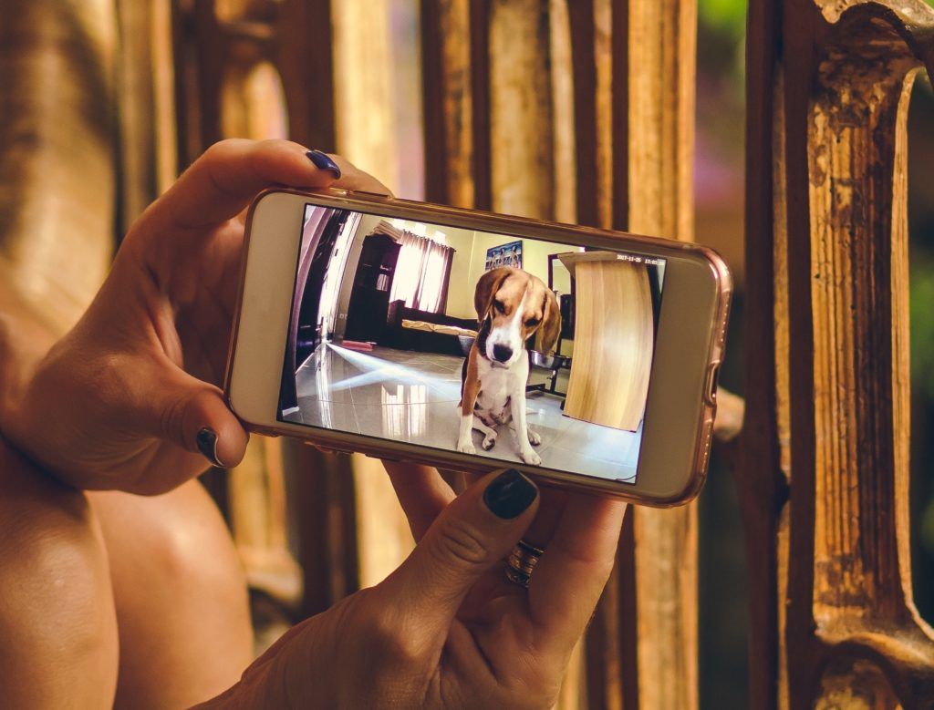 5 pet care apps every pet owner in Thailand should download