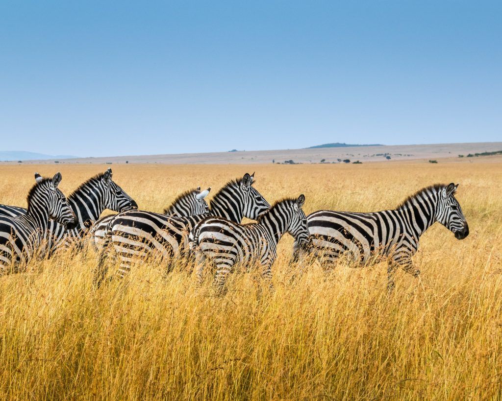 What is the difference between a national park and a wildlife sanctuary?