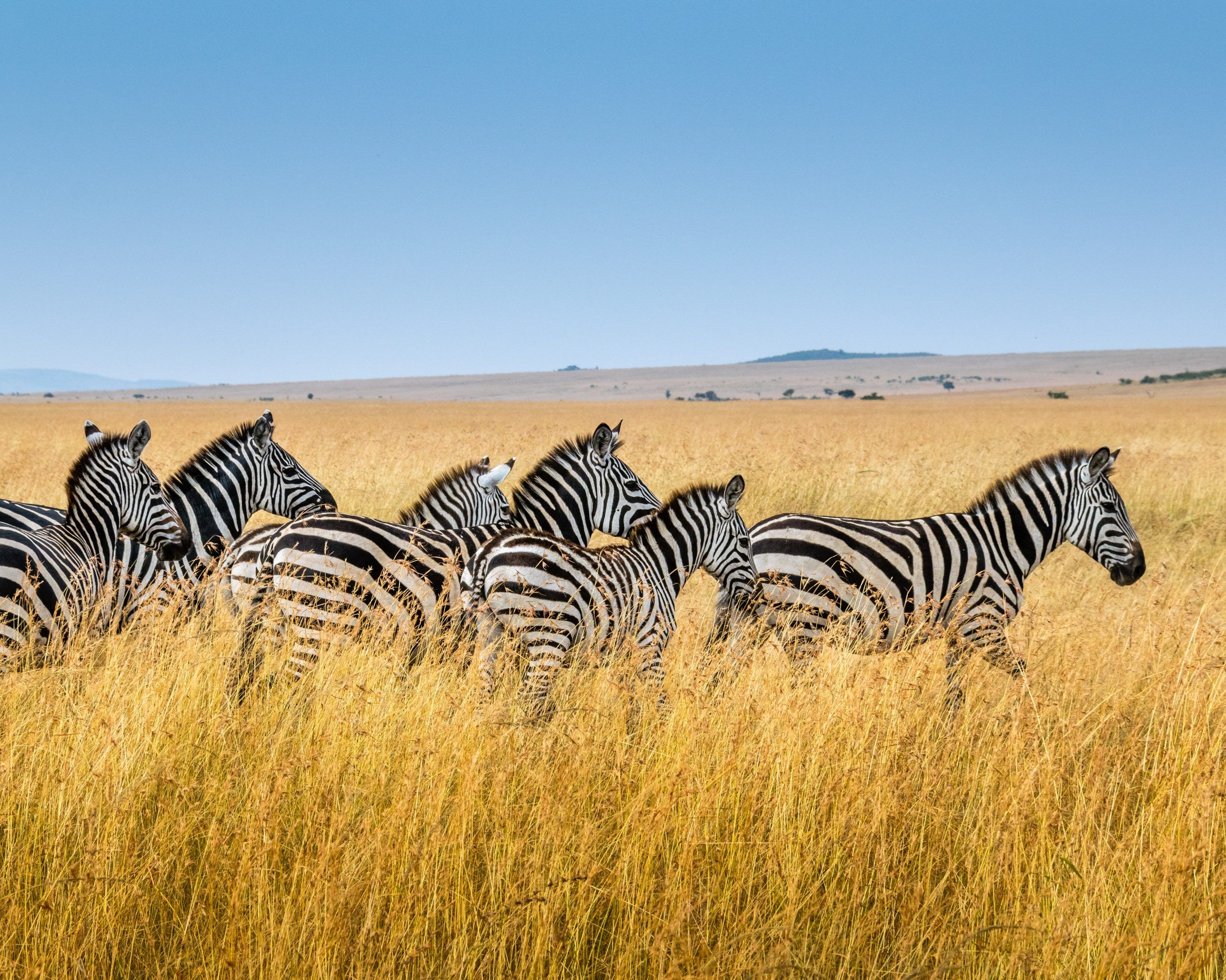 what-is-the-difference-between-a-national-park-and-a-wildlife-sanctuary