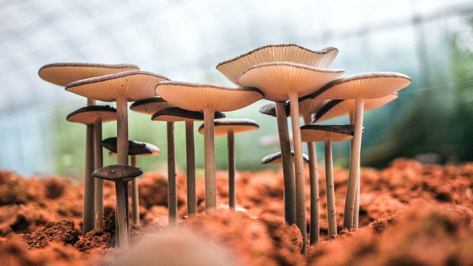 Thailand is looking to relax laws on magic mushrooms