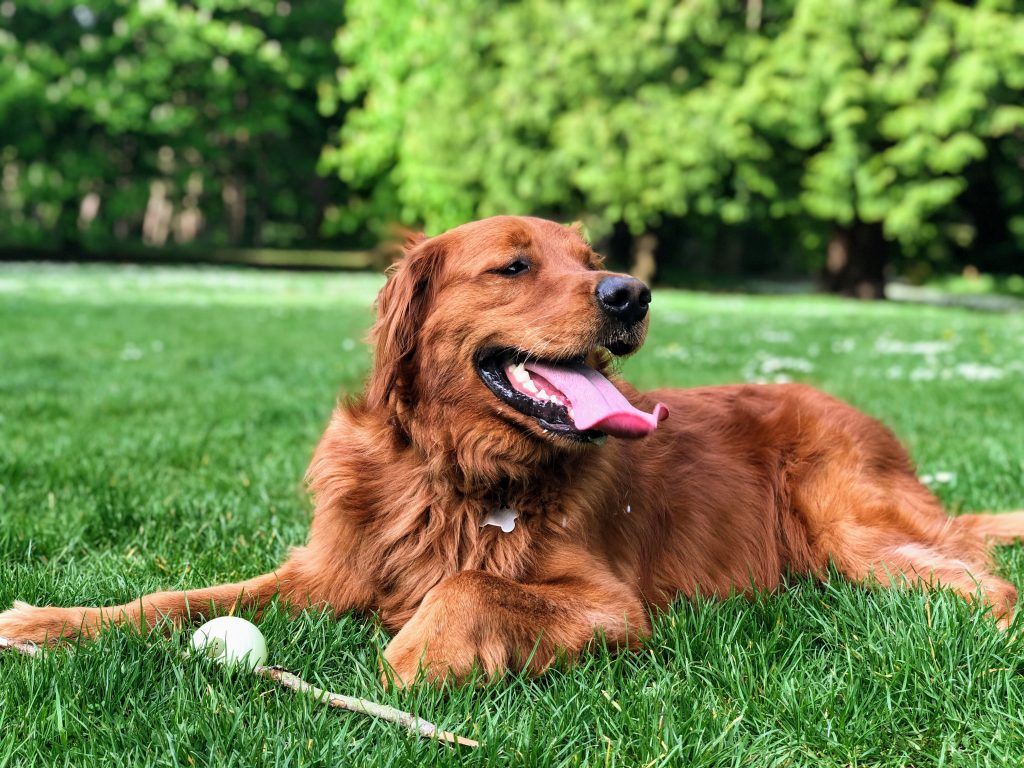 Weekend walk idea: Benjakitti dog park is officially open!