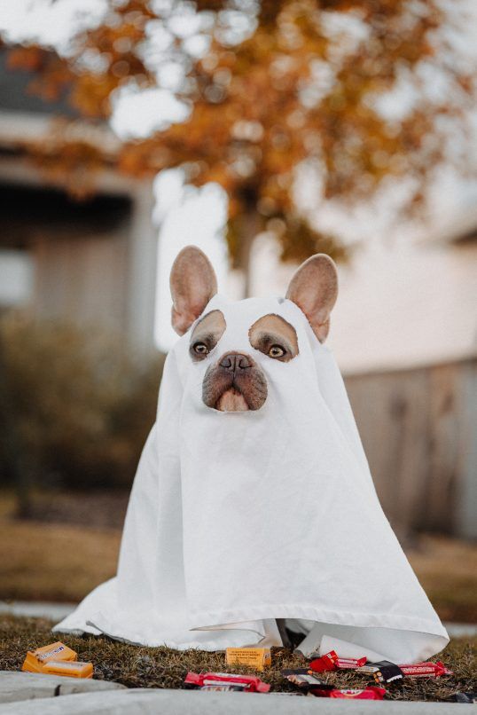 trick or treat millennials 2022