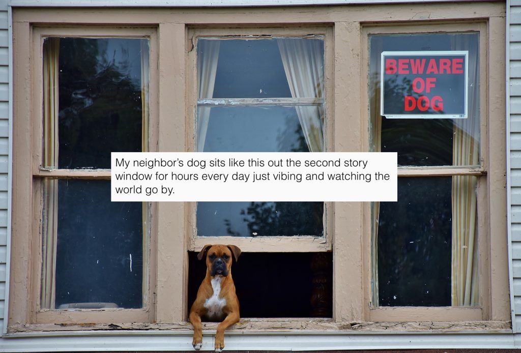 Subreddit of the Week: What’s Wrong With Your Dog