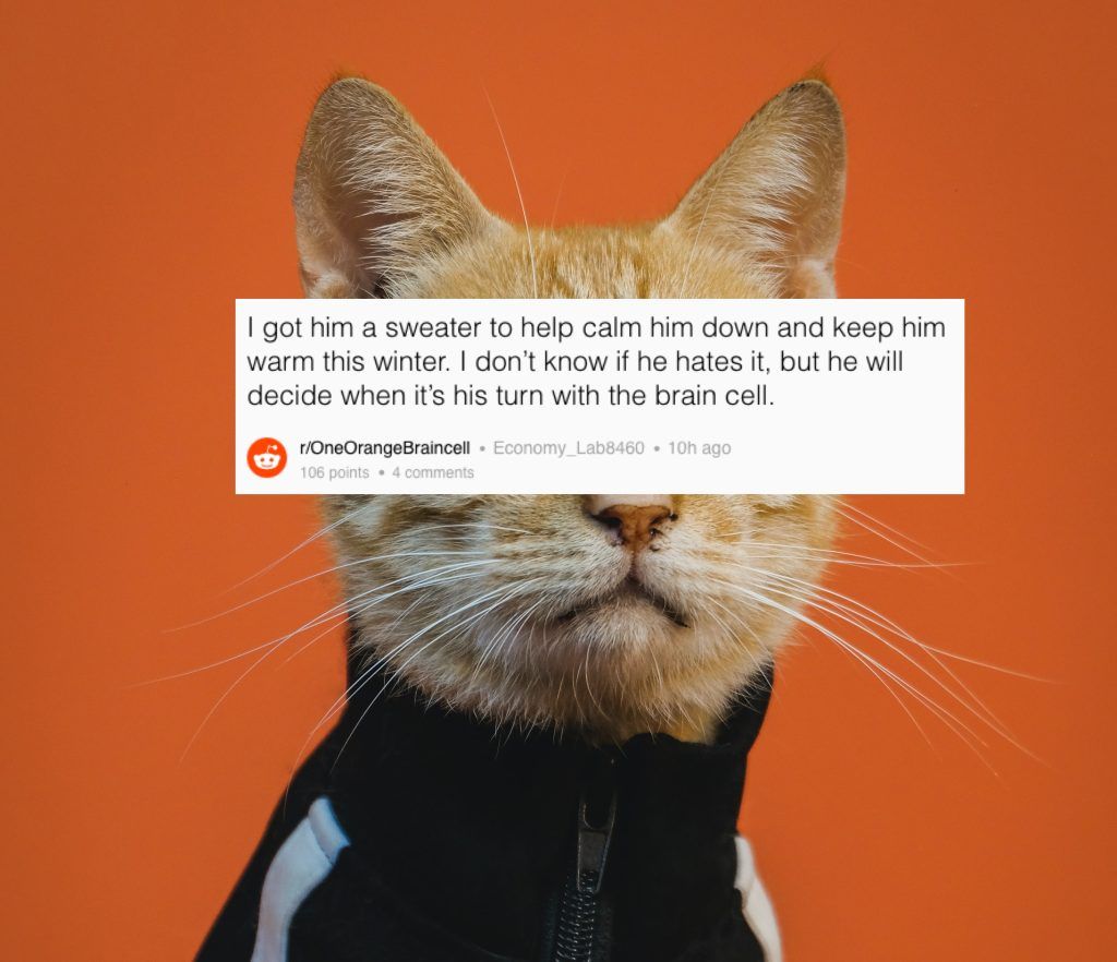 Subreddit of the Week: One Orange Braincell