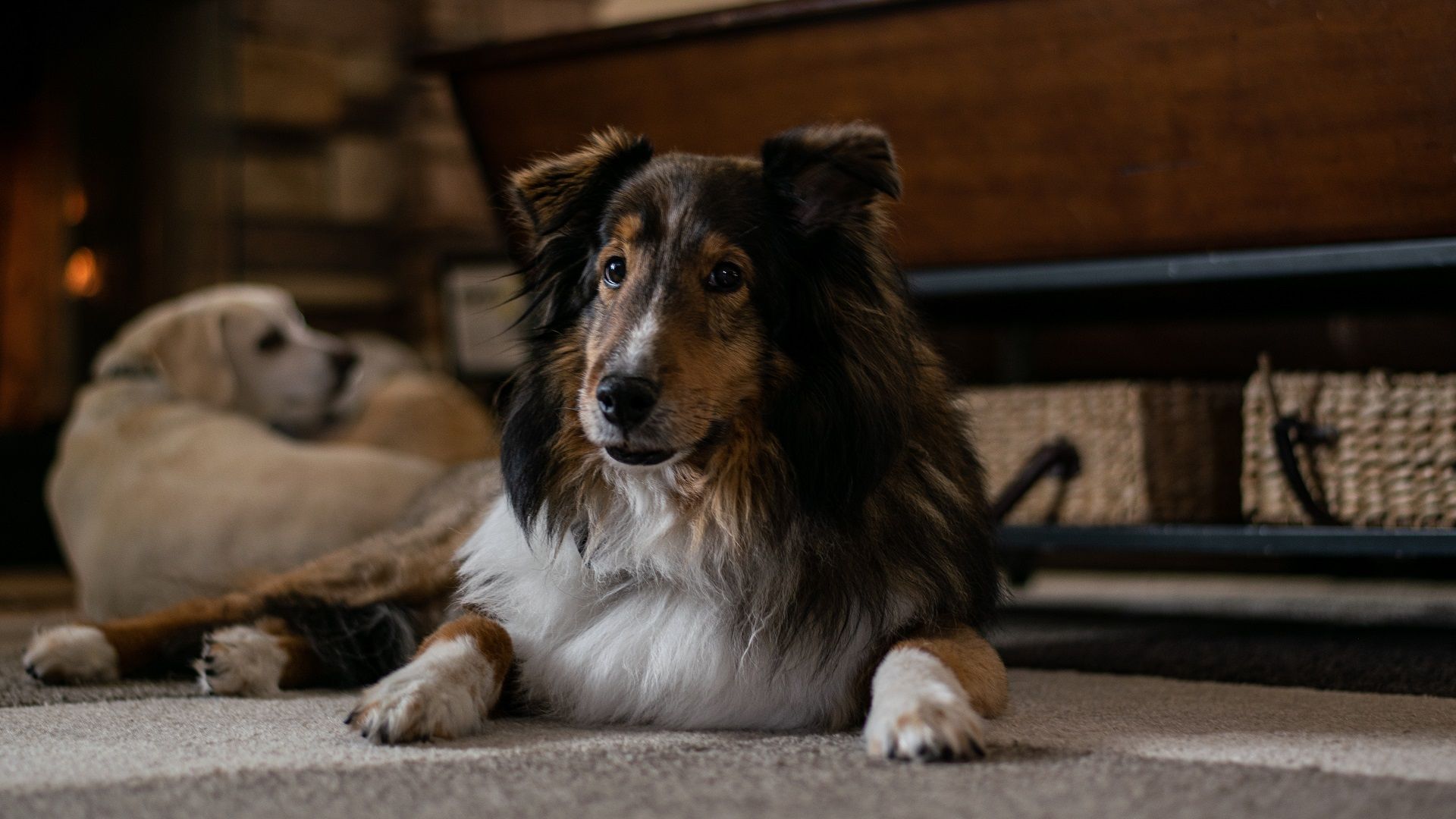 The Border Collie: Mastermind of the Dog World – Dogster