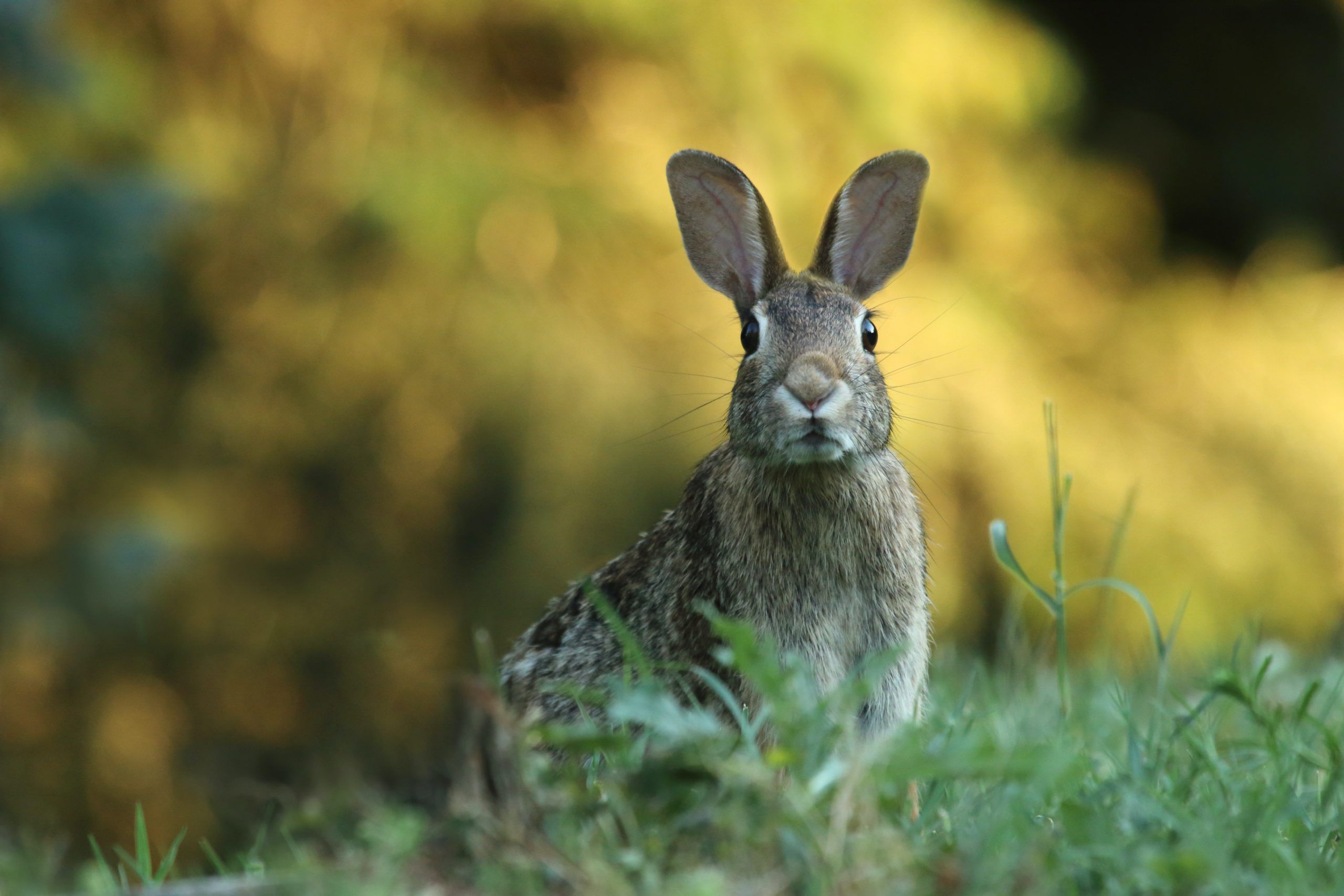 How every zodiac animal can find success in the Year of the Rabbit