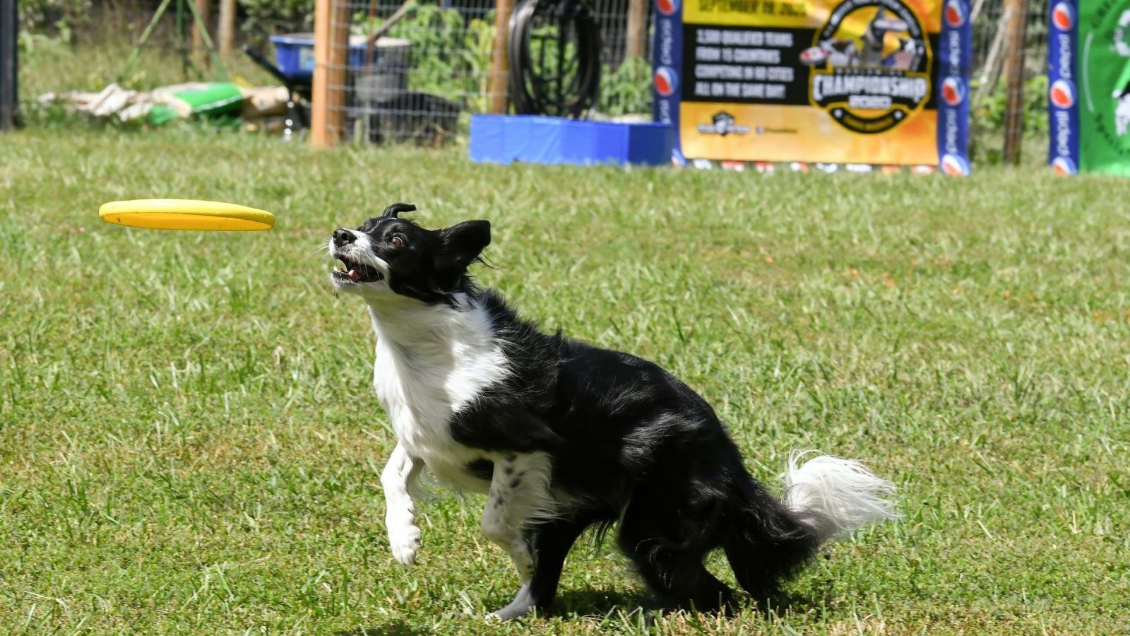 Border collie to poodle: Here are the smartest dog breeds in the world