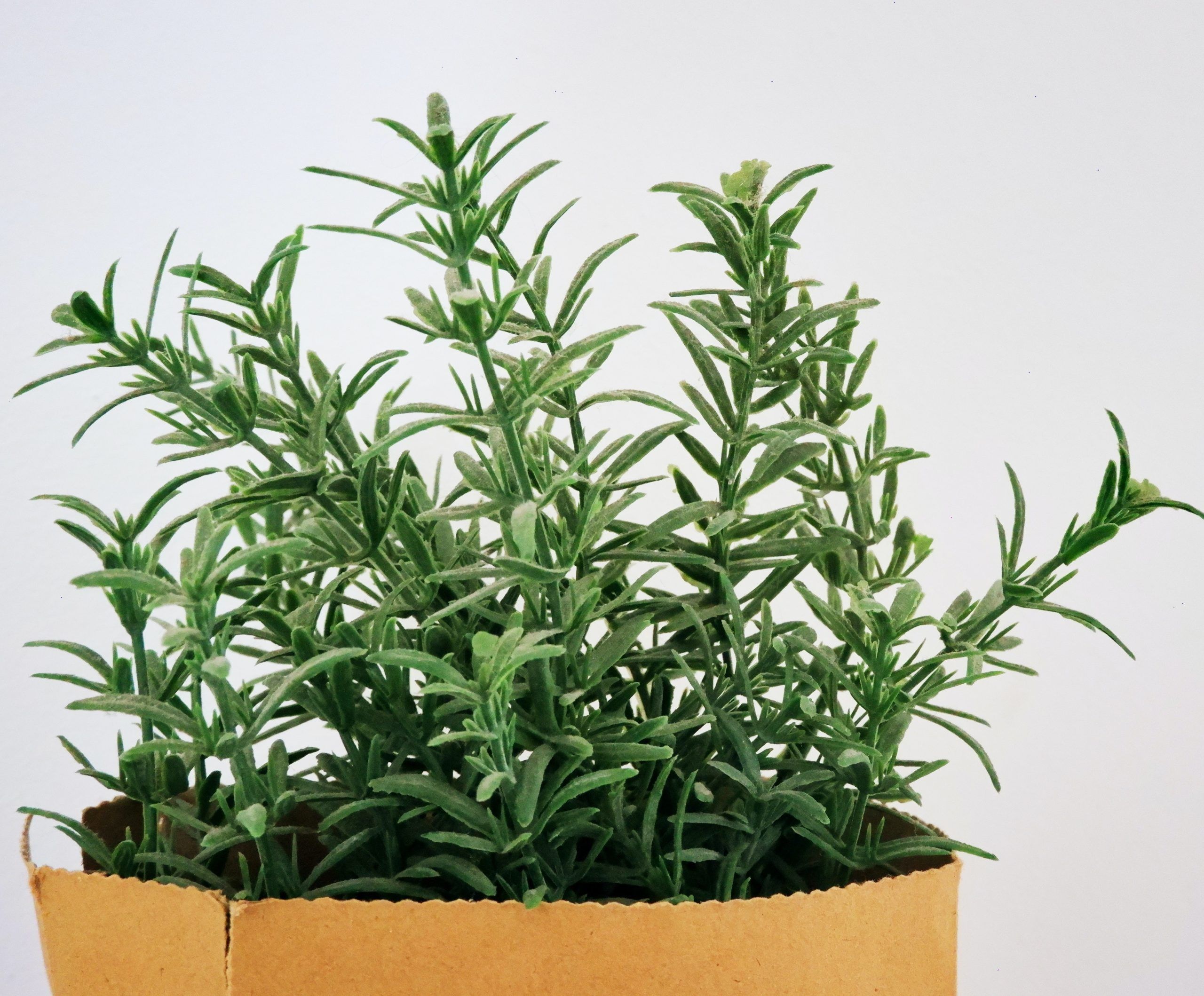 Does rosemary oil really support hair growth?