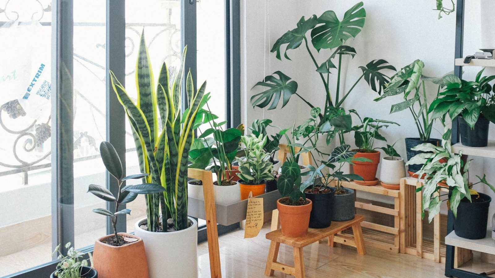 Our Resident Plant Mama Reveals the Top 5 Houseplants That Will