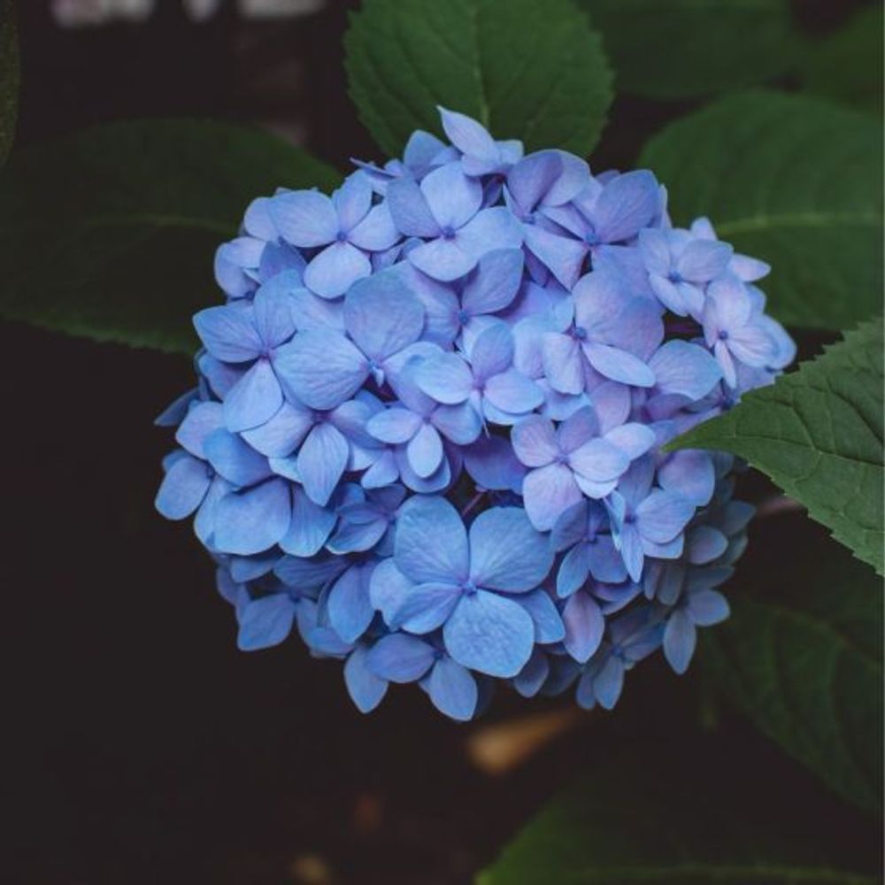 Here are your lucky flowers based on your Chinese zodiac sign