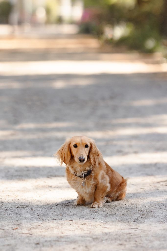 fifilittledarling viral dog business class flight