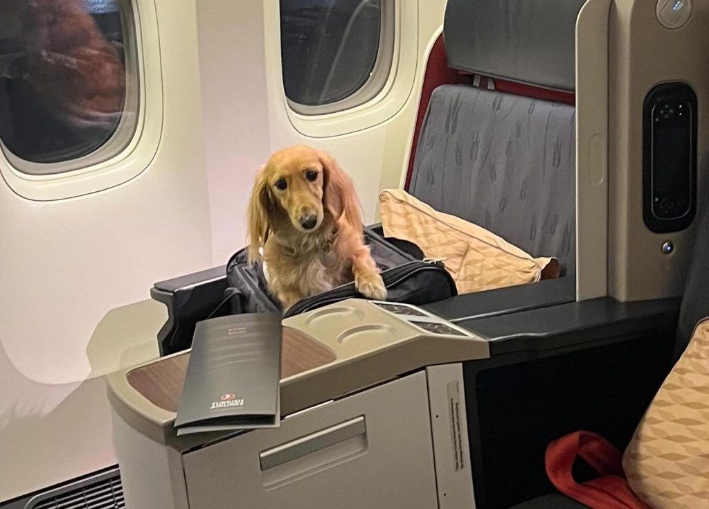 Q&A: Fifi, the dog that flew business class from Hong Kong to Paris and went viral