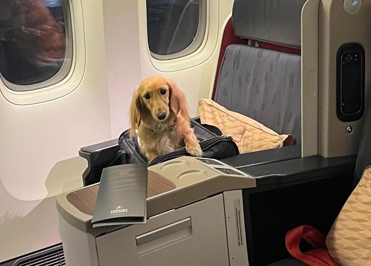 can dogs fly on planes in australia