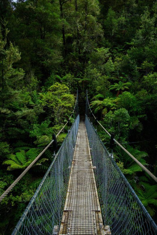 nature bath for mental health rainforest