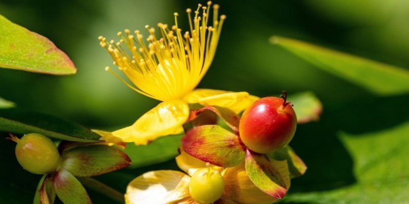 St John's Wort