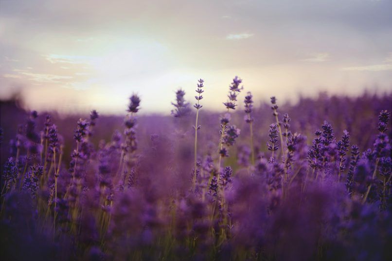 lavender