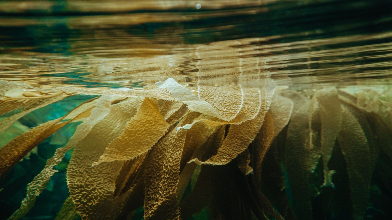 Sea Kelp: The surprising benefits of this wonder for your skin