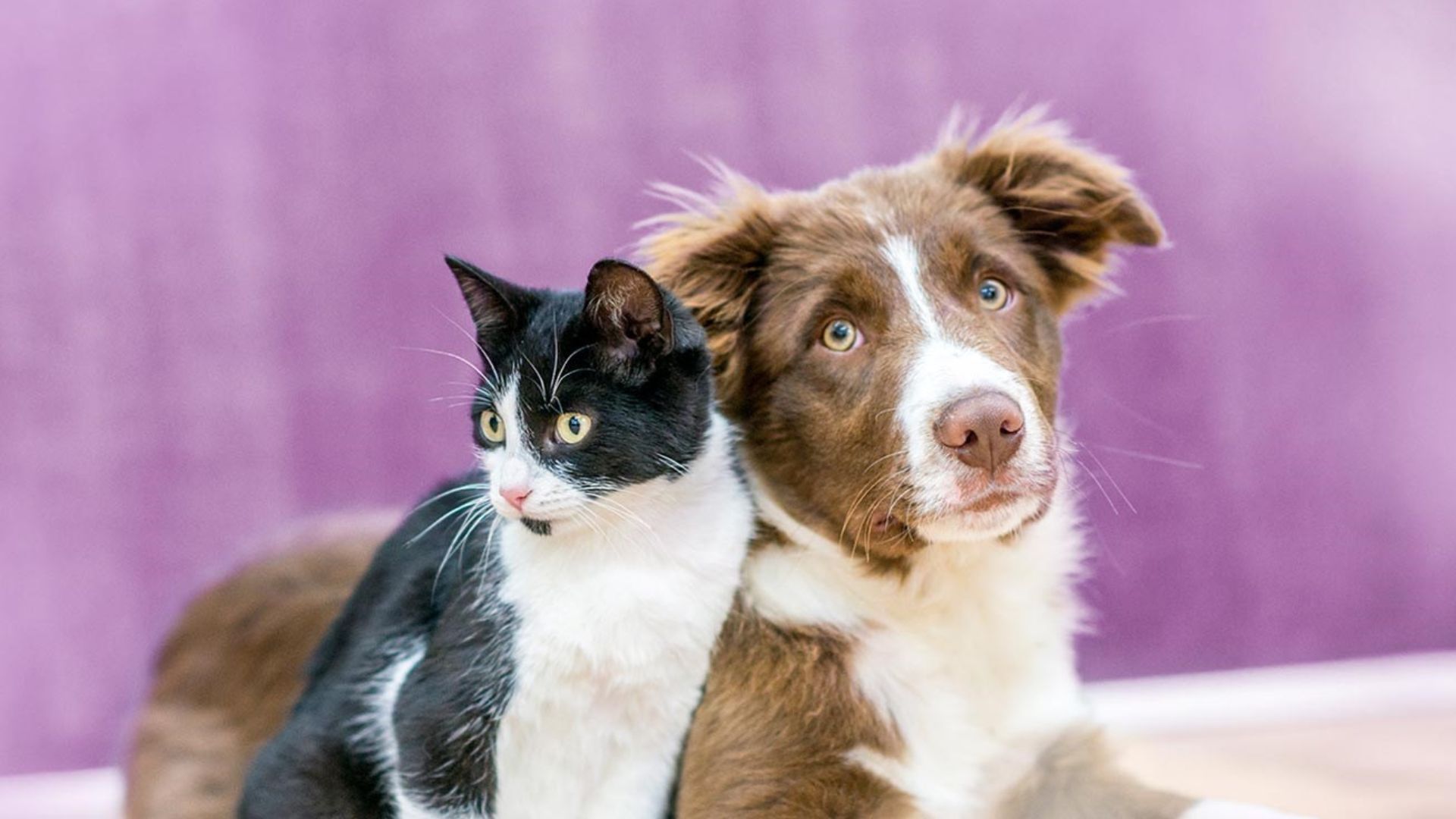 Pet friendly airlines