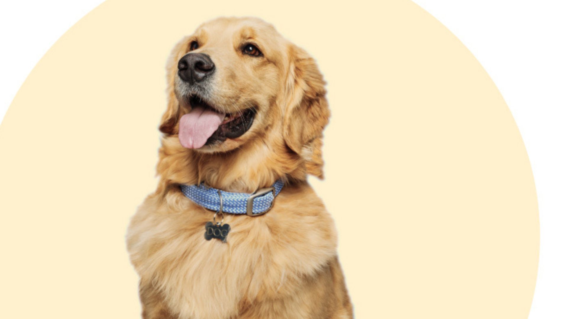 Pet friendly airlines