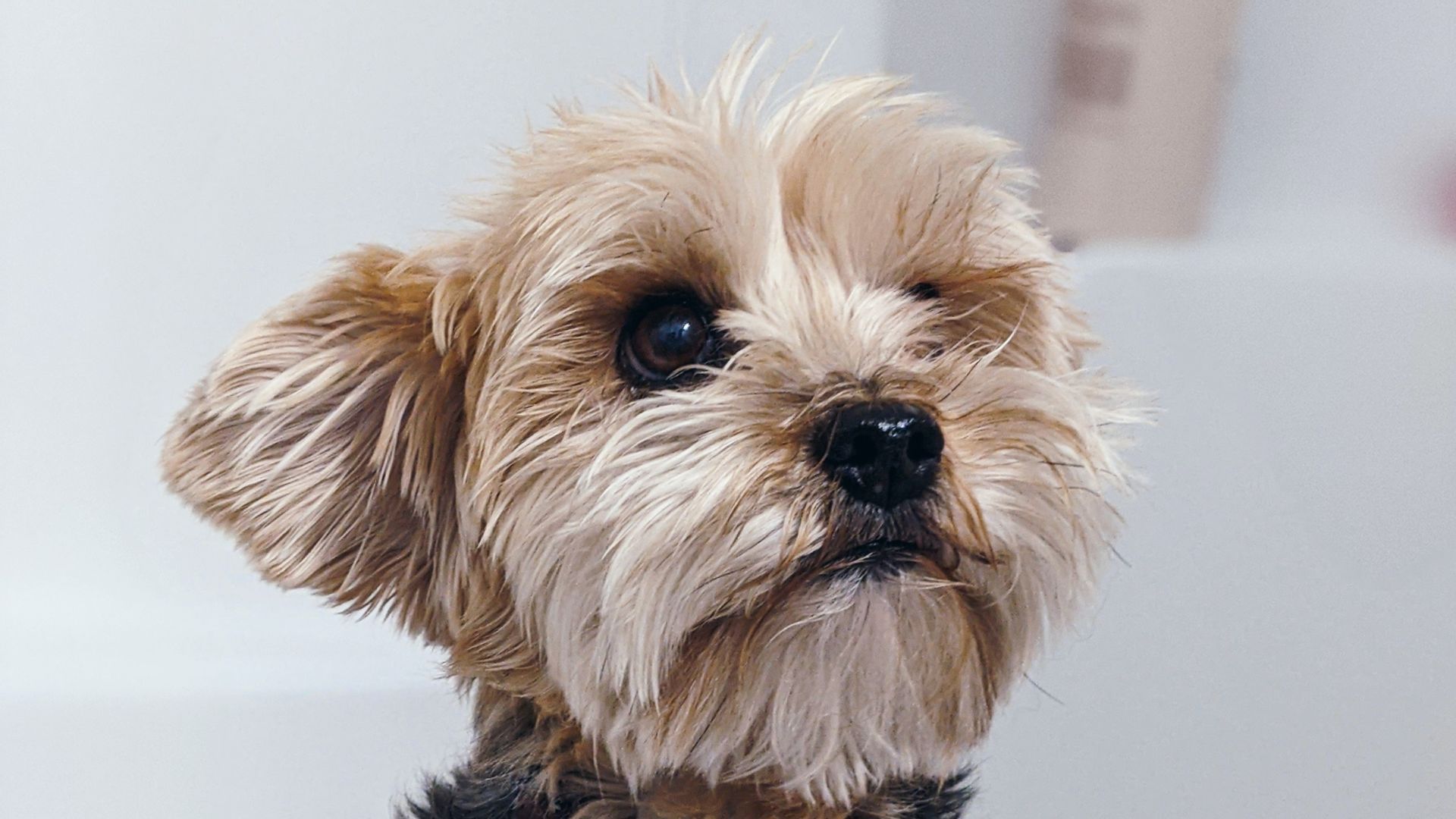 Pet friendly airlines