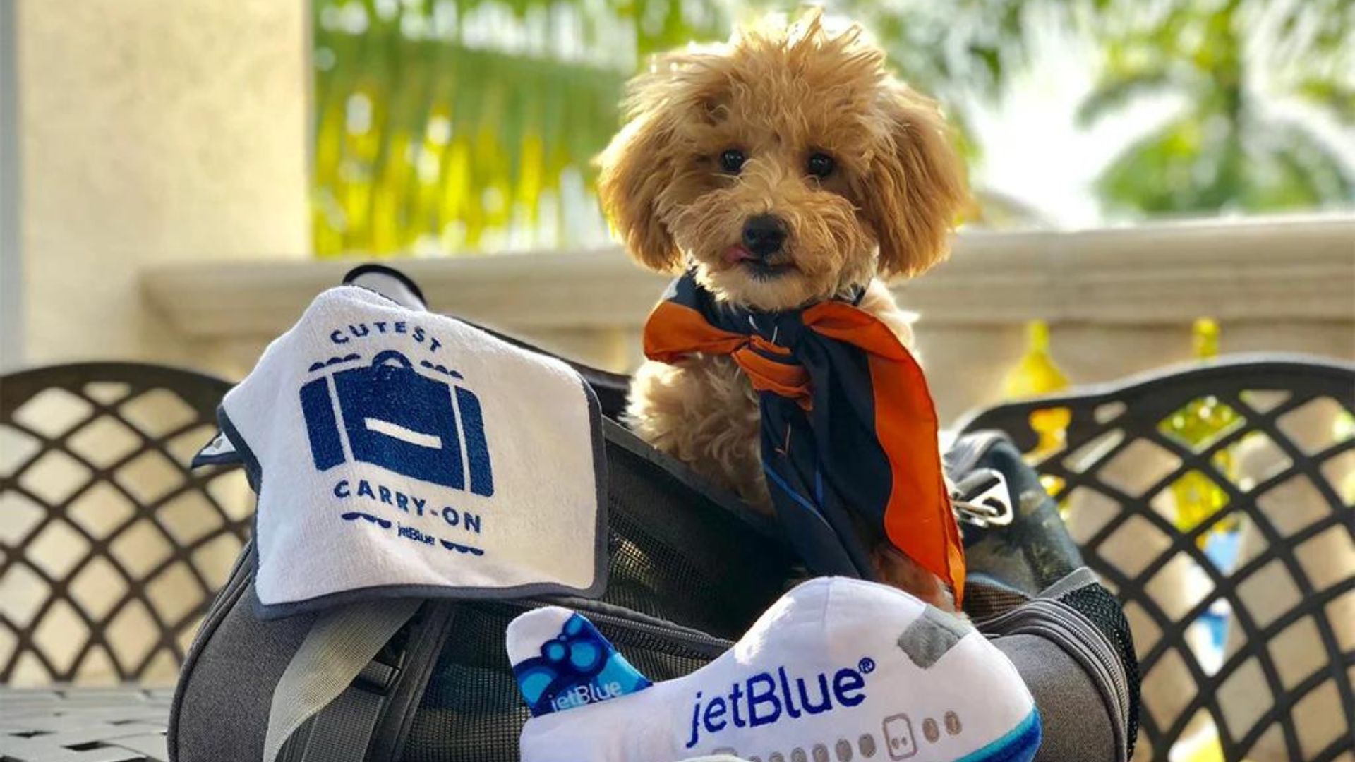 Pet friendly airlines
