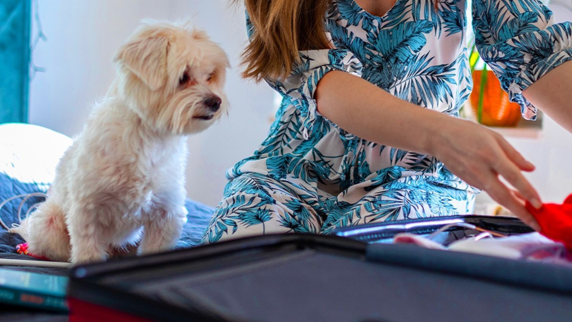 Pet friendly airlines