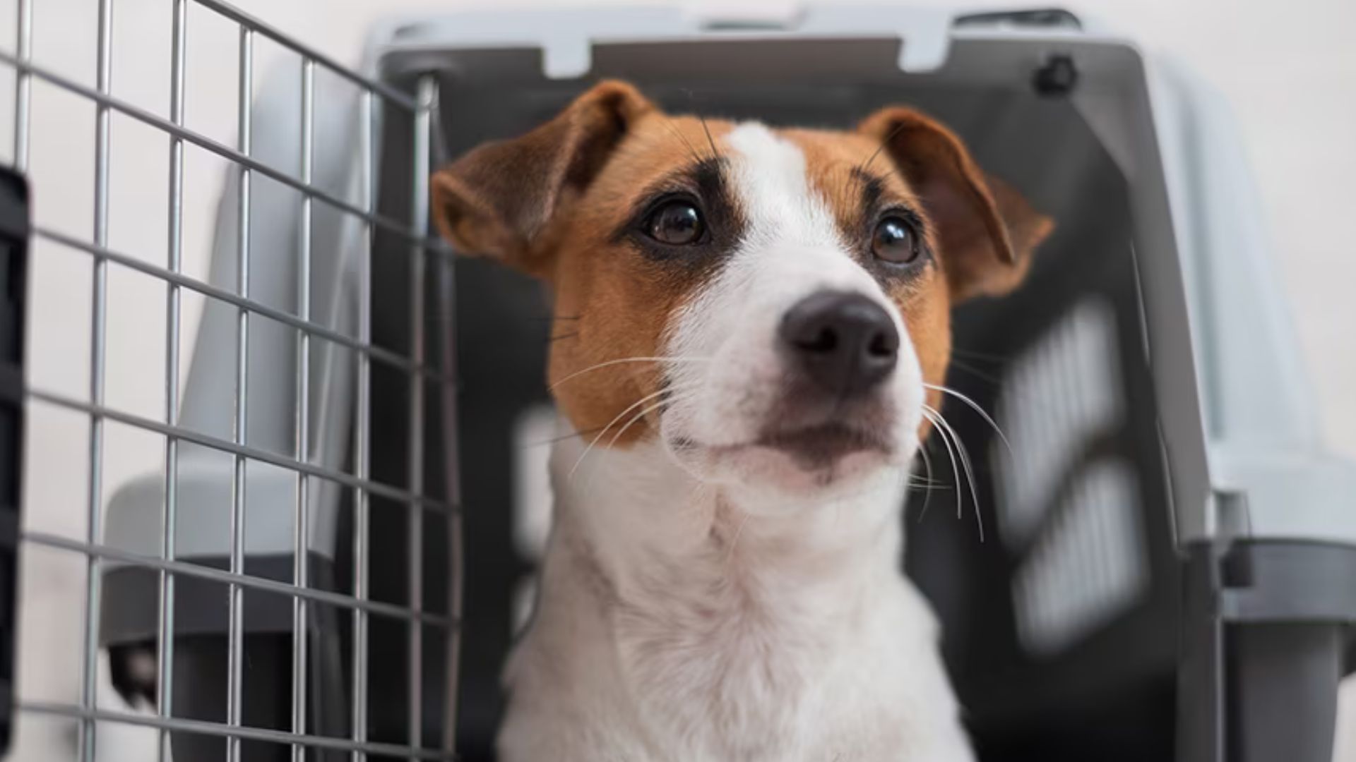 Pet friendly airlines