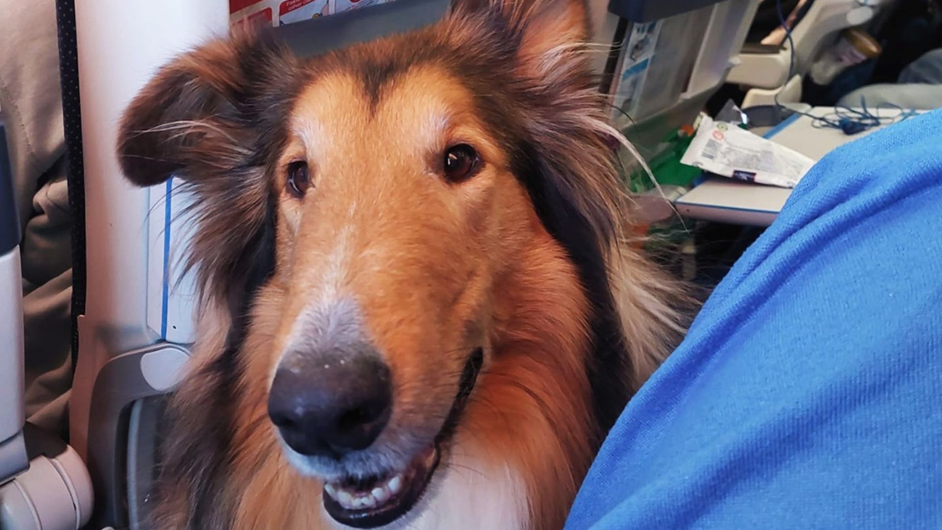 Pet friendly airlines