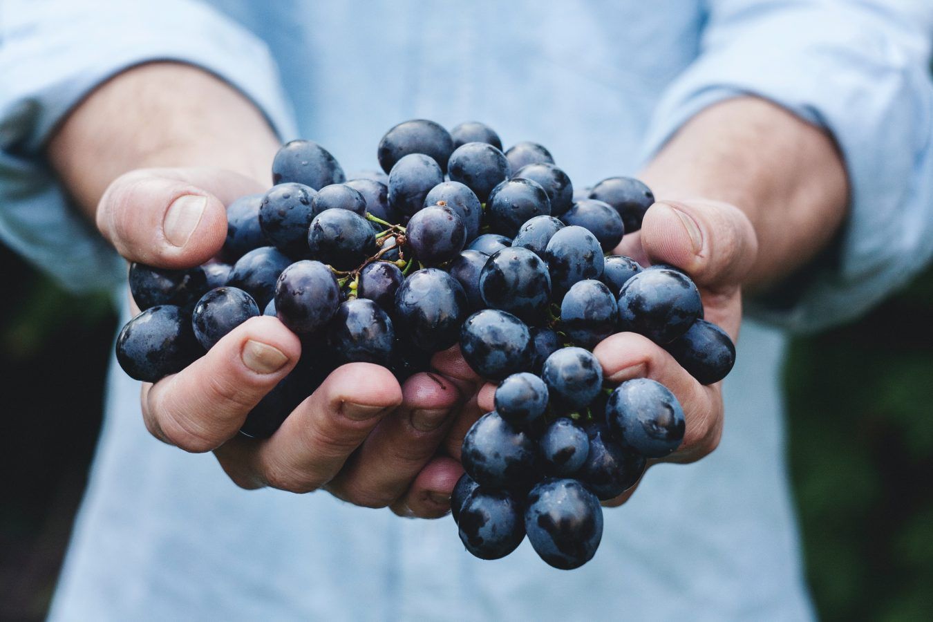 The many health benefits of eating grapes