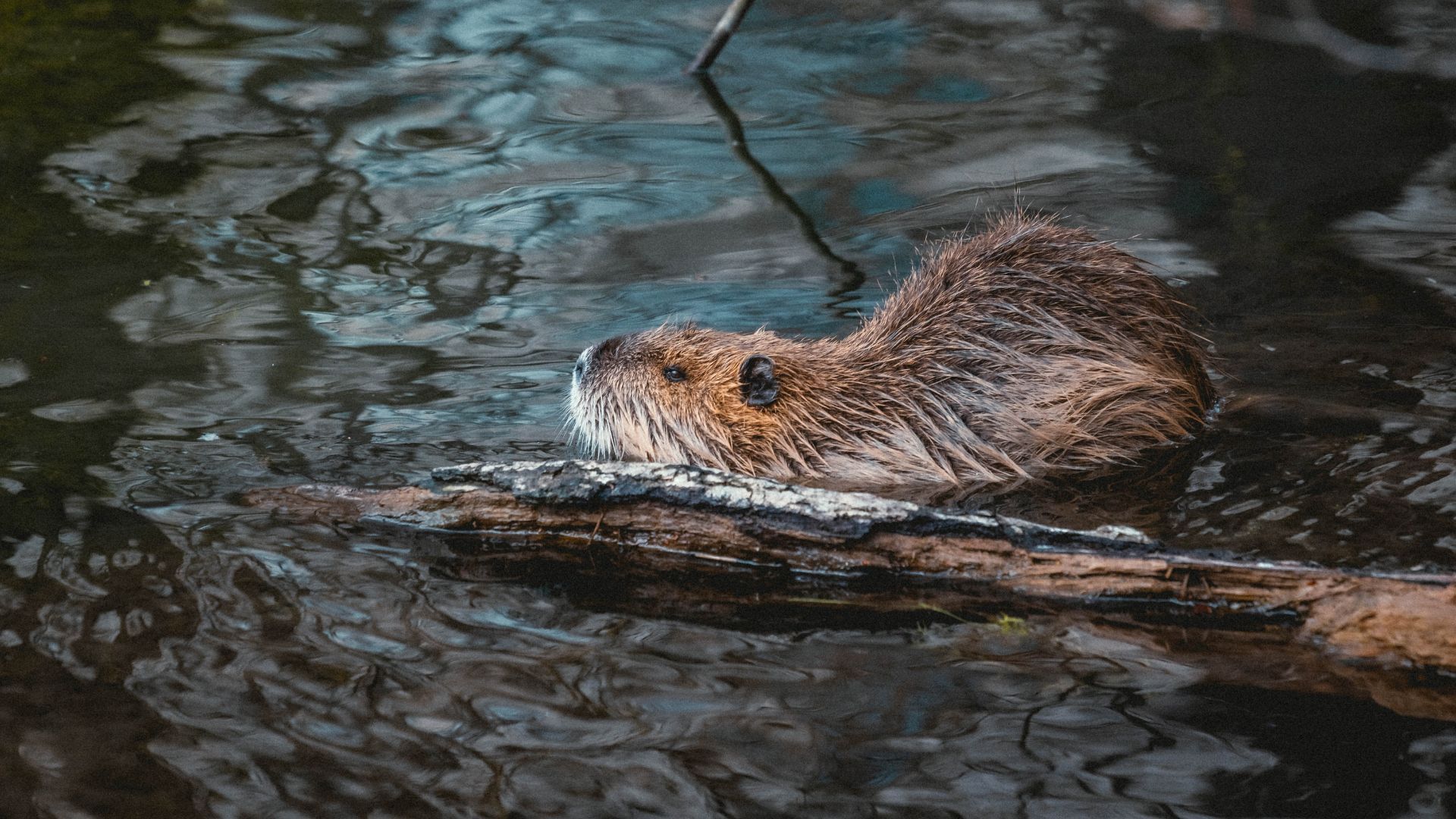 Full Beaver Moon- Meaning