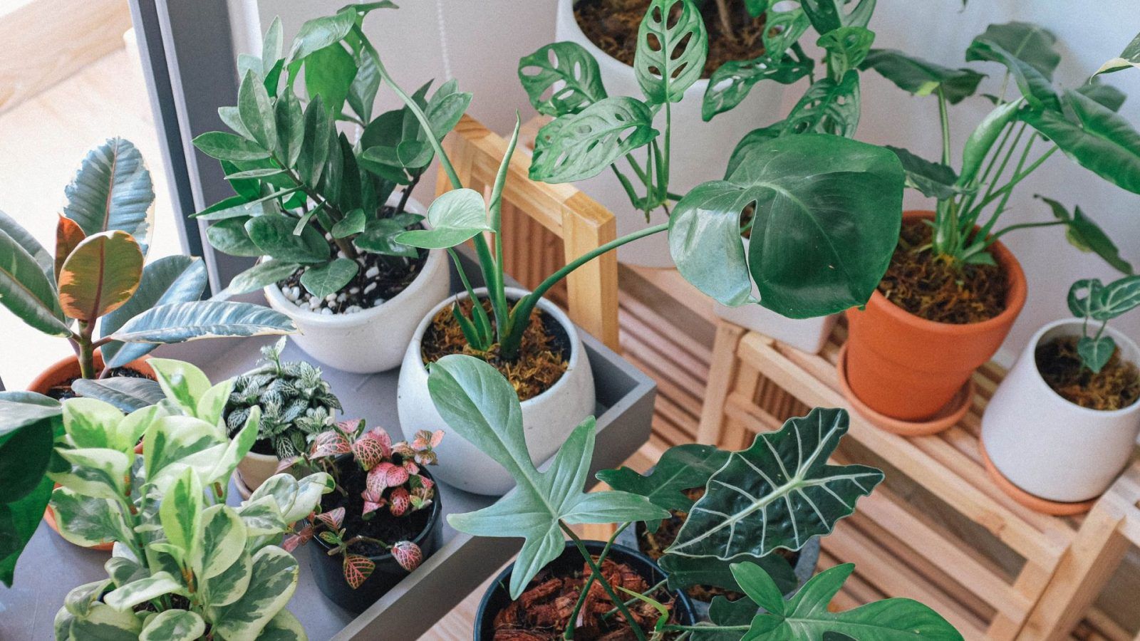 Feng Shui tips and lucky plants for New Year 2024