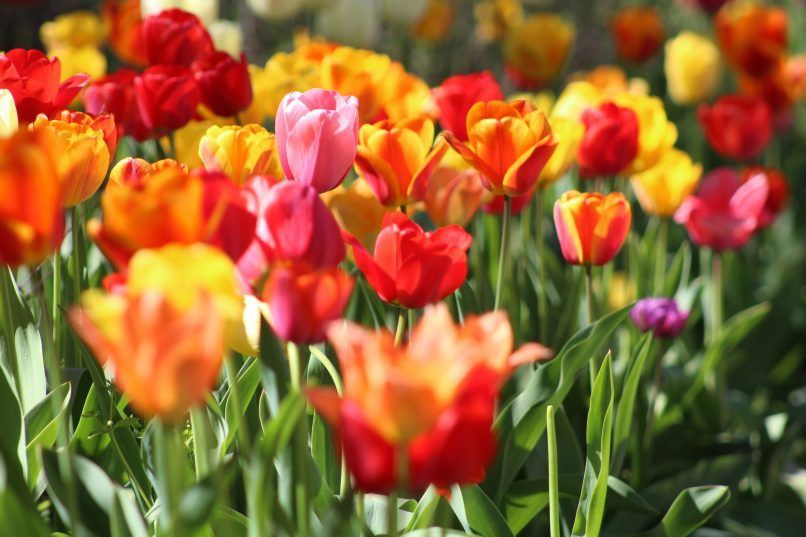 valentine's day roses, flower alternatives