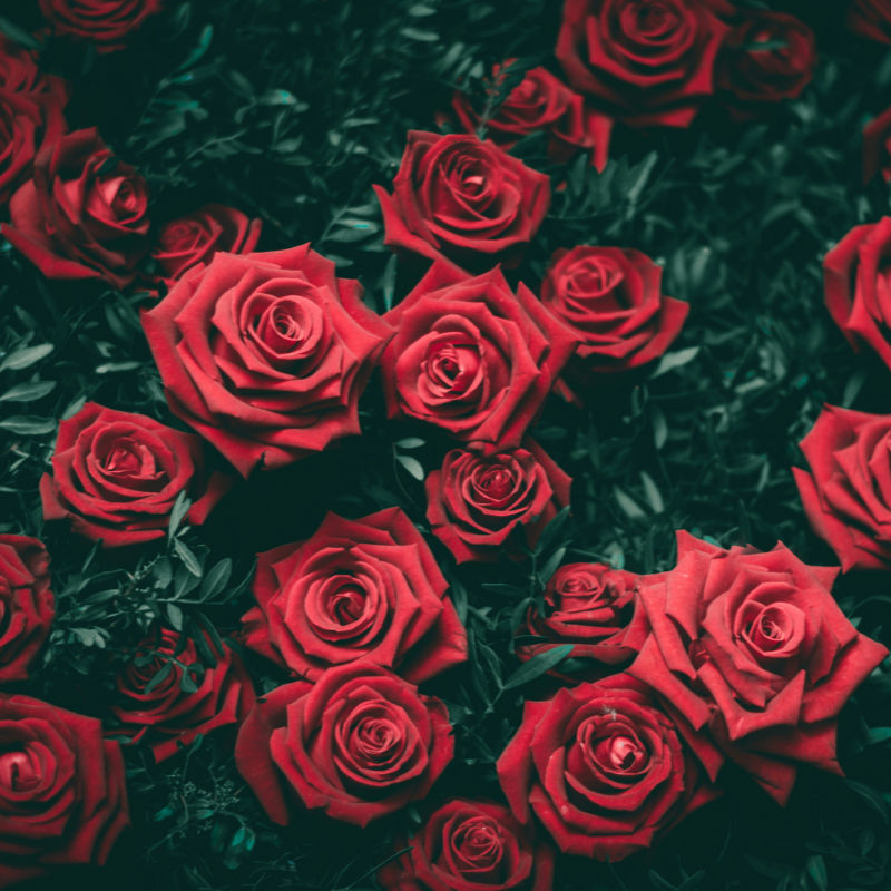 7 best flower alternatives to roses to surprise your partner on Valentine’s Day