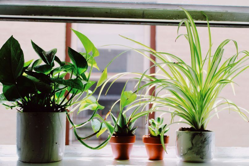 green plants at home