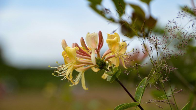 honeysuckle