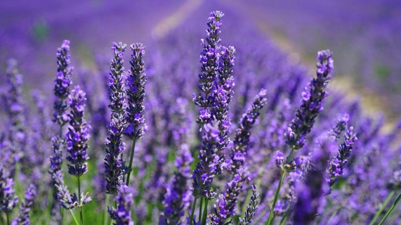 lavender