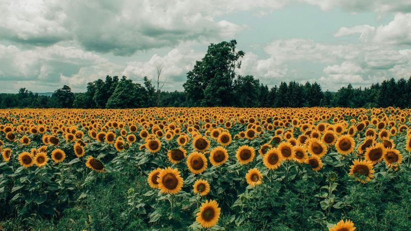 sunflower