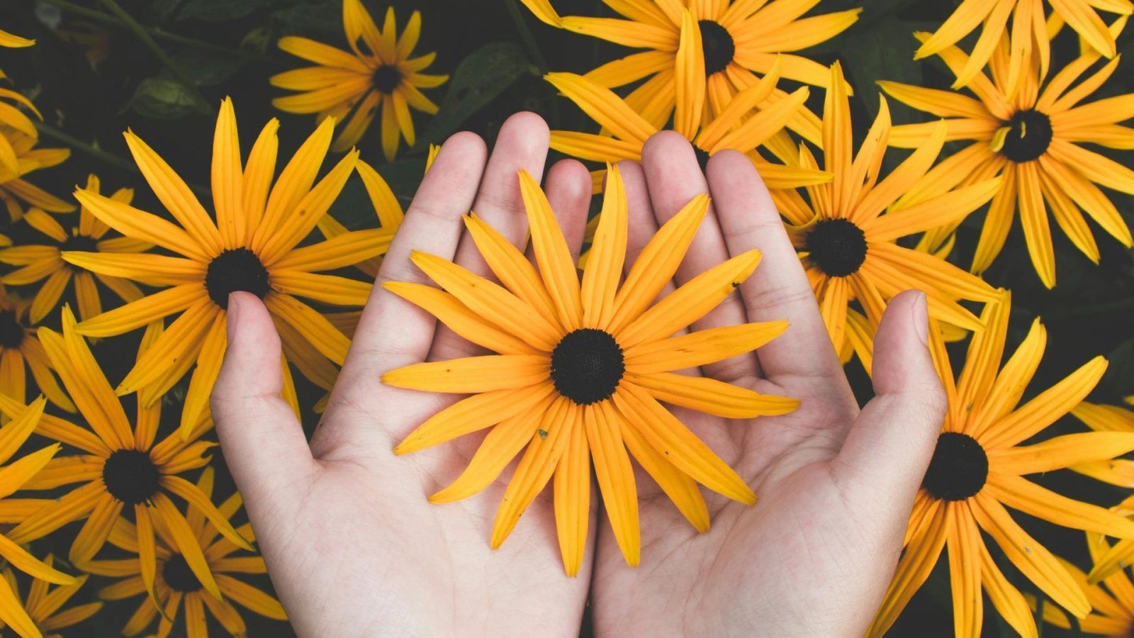 12 lucky flowers that bring luck, according to your zodiac sign