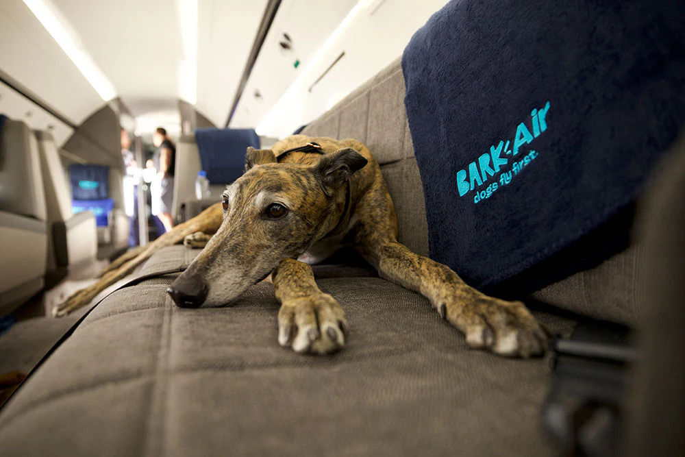 bark air