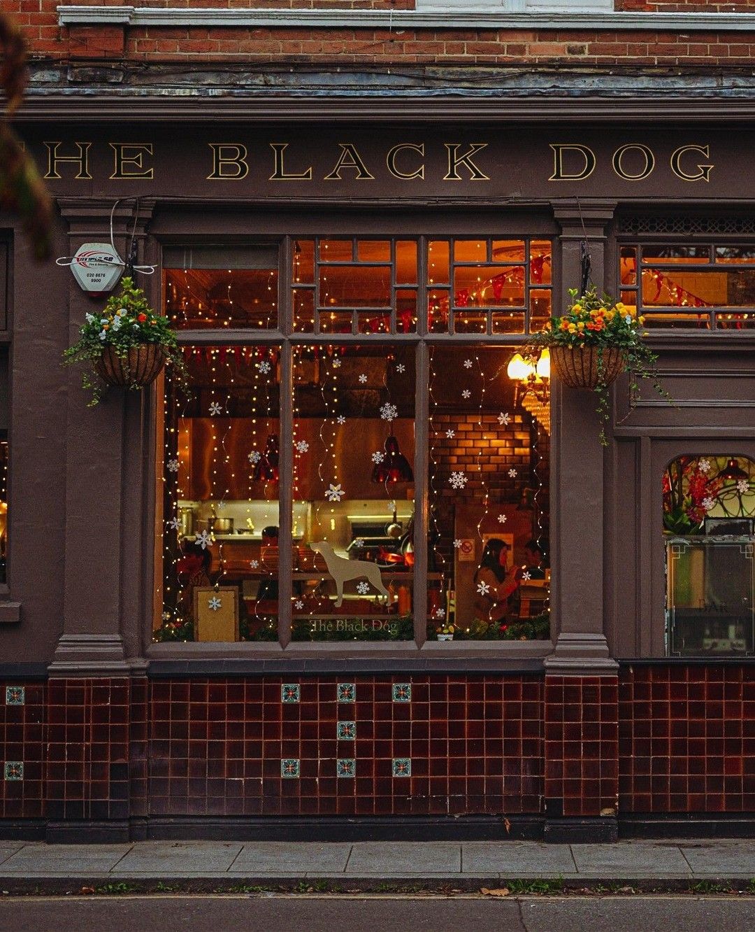 the black dog