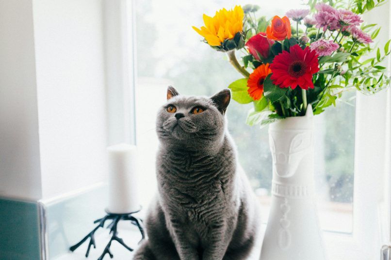 dangerous plants for pets plants to avoid at home