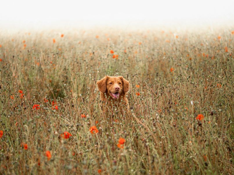 dangerous plants for pets plants to avoid at home