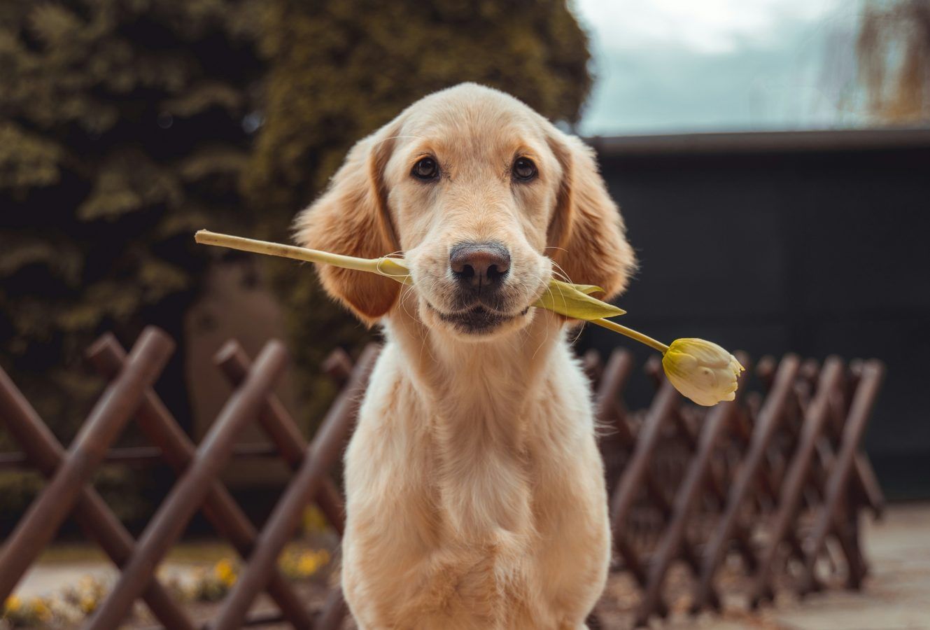 5 plants you shouldn’t have at home if you have pets