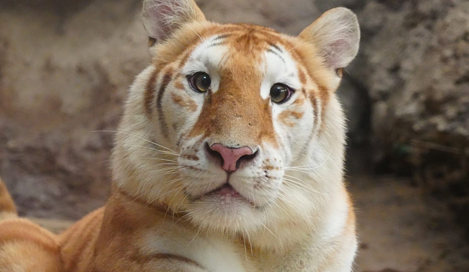 Meet Ava, the viral golden tiger cub in Thailand