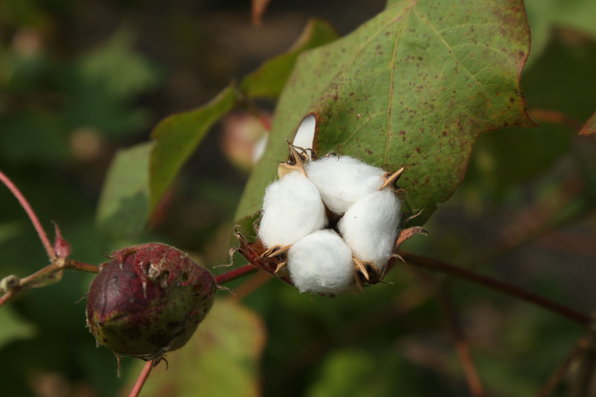 cotton