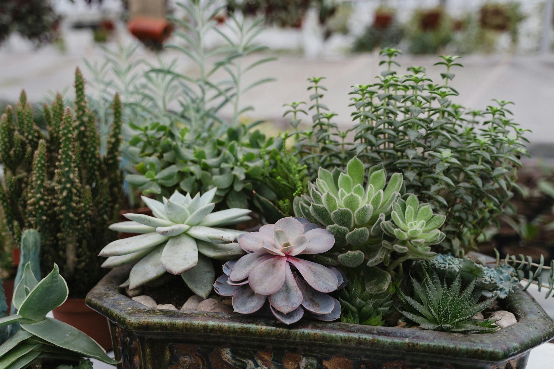 plants that bring bad luck