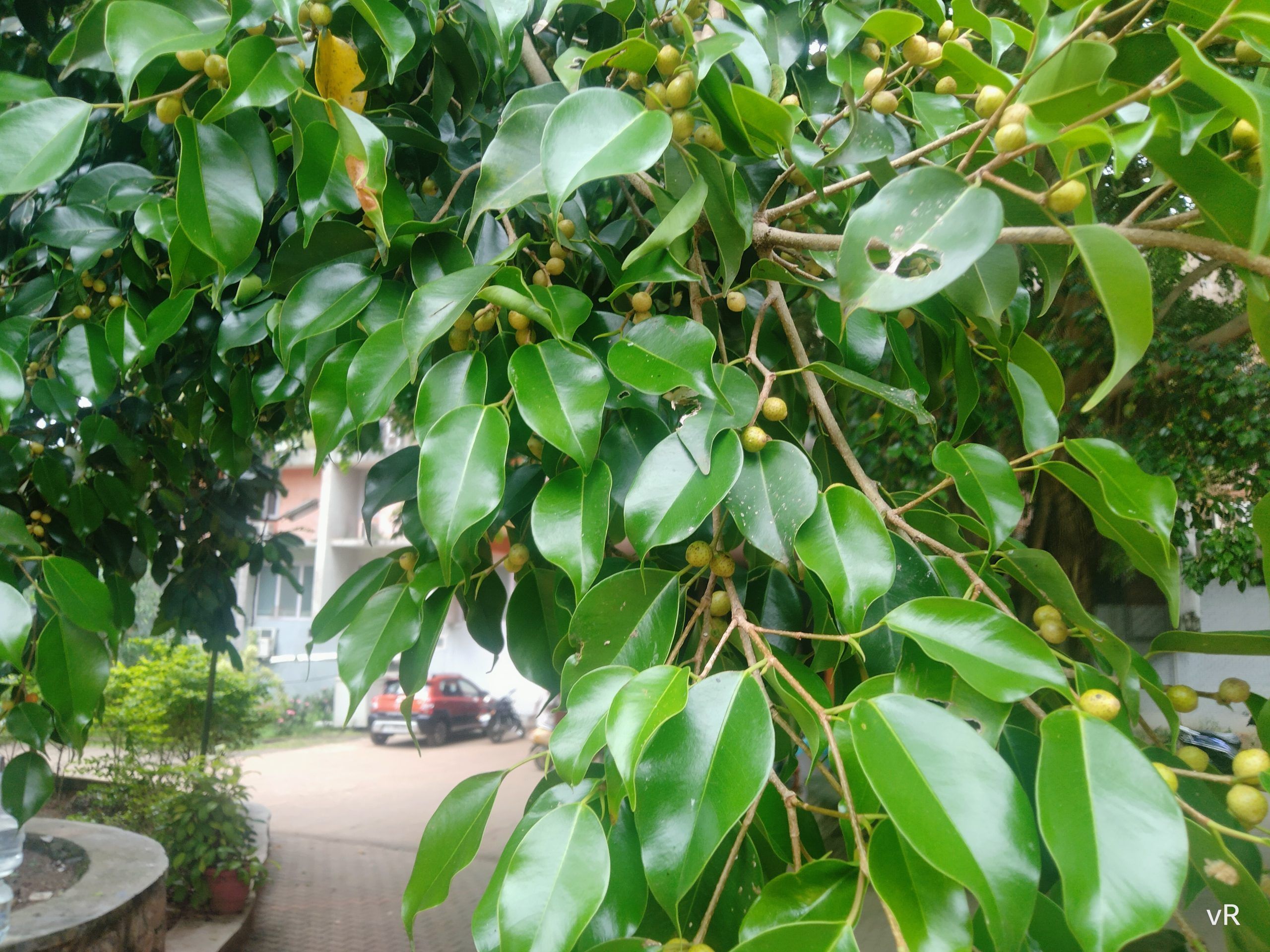 plants that bring bad luck