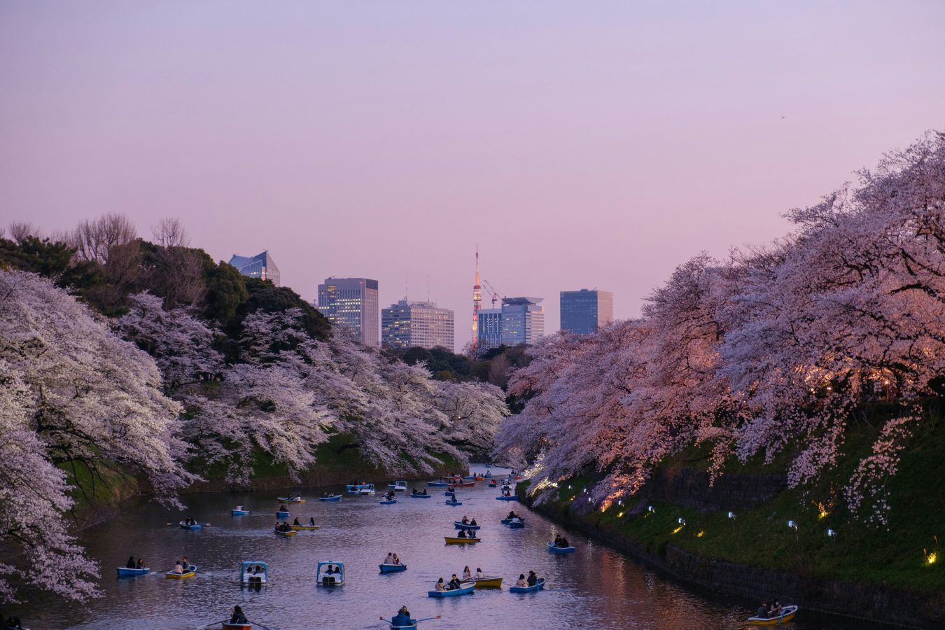 Sakura season forecast 2025: When and where to see cherry blossoms in Japan