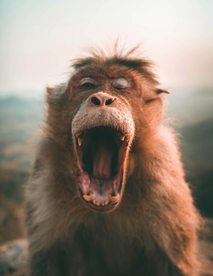 Do animals get high? Here's what the science says | Lifestyle Asia Thailand