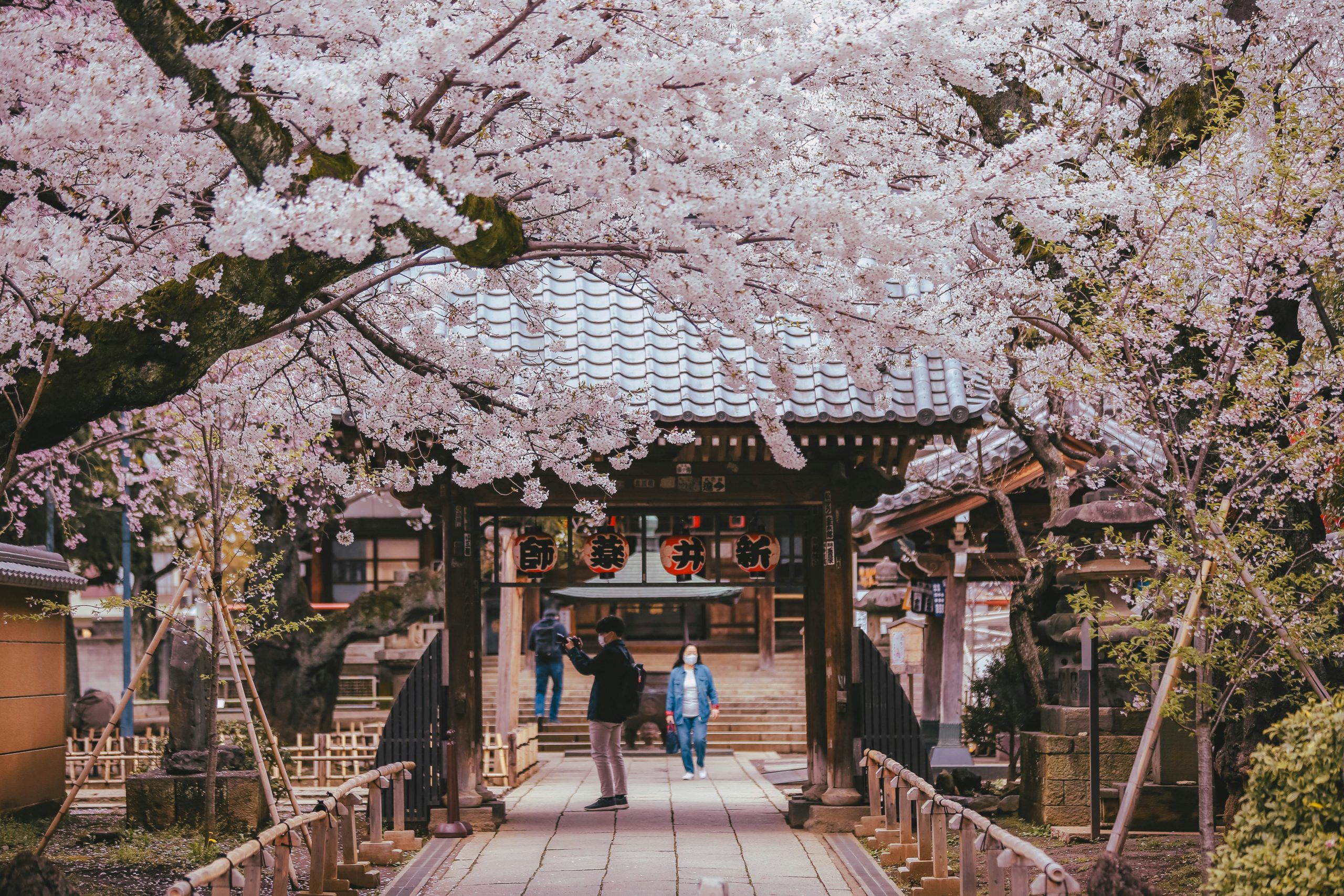 The best time see cherry blossoms in Japan in 2026 | Lifestyle Asia
